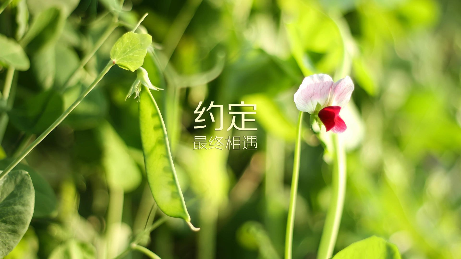 世界马拉松精英赛中国女将进前十，世界马拉松精英赛中国女将进前十名