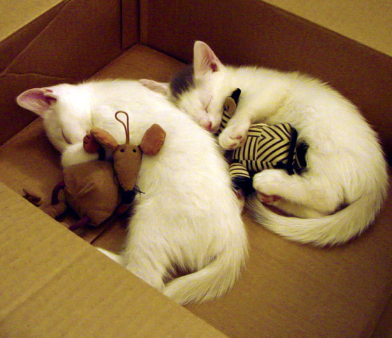 CBA球队完善伤病防护体系 保障球员健康,cba球员受伤后的医药费由谁承担