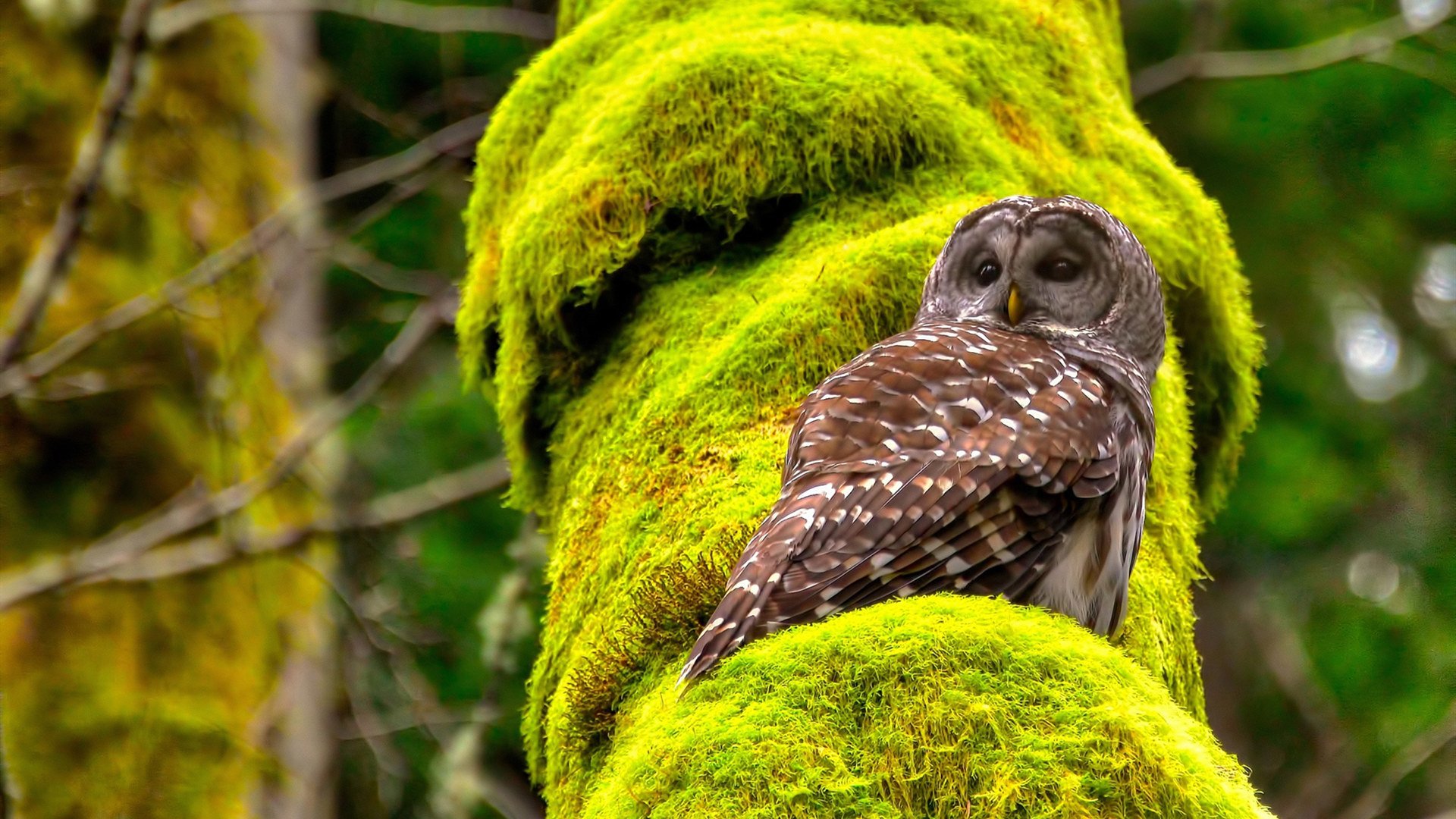 “香港足球盛会：阿仙奴与热刺的决胜时刻”