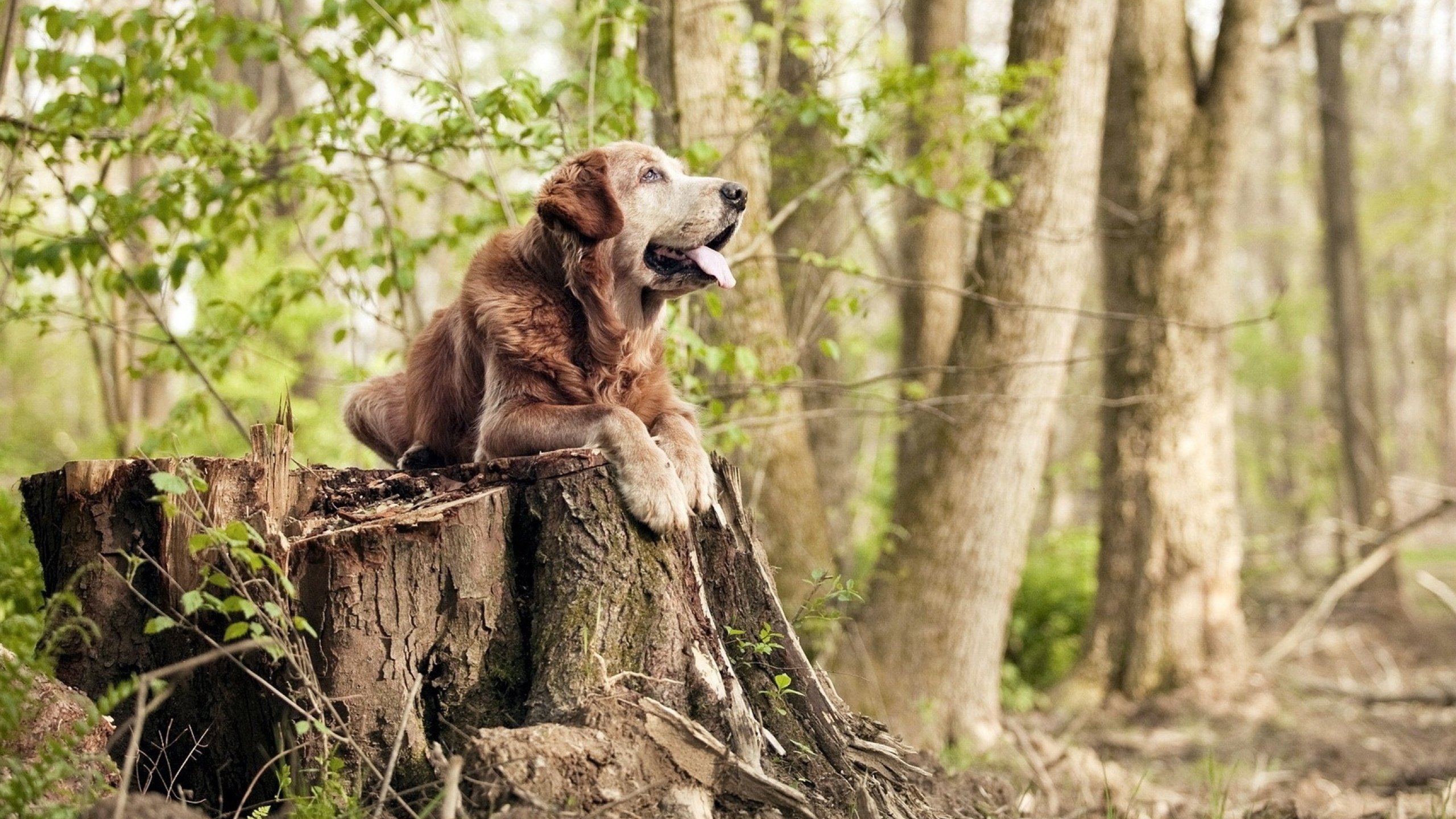 未来足球赛事场馆融合智慧照明和环境监测系统,打造绿色生态场馆