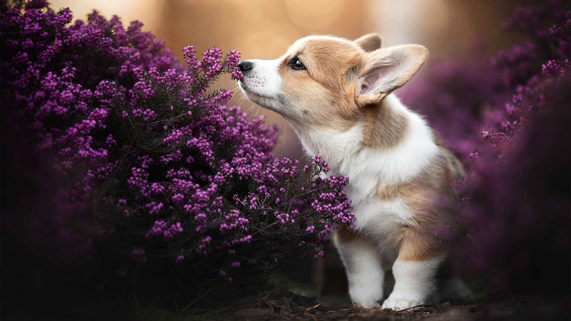 李恩:凭借出色的视野和精准传球,他提升了全黑队进攻效率,李恩壁因一件球衣爆红