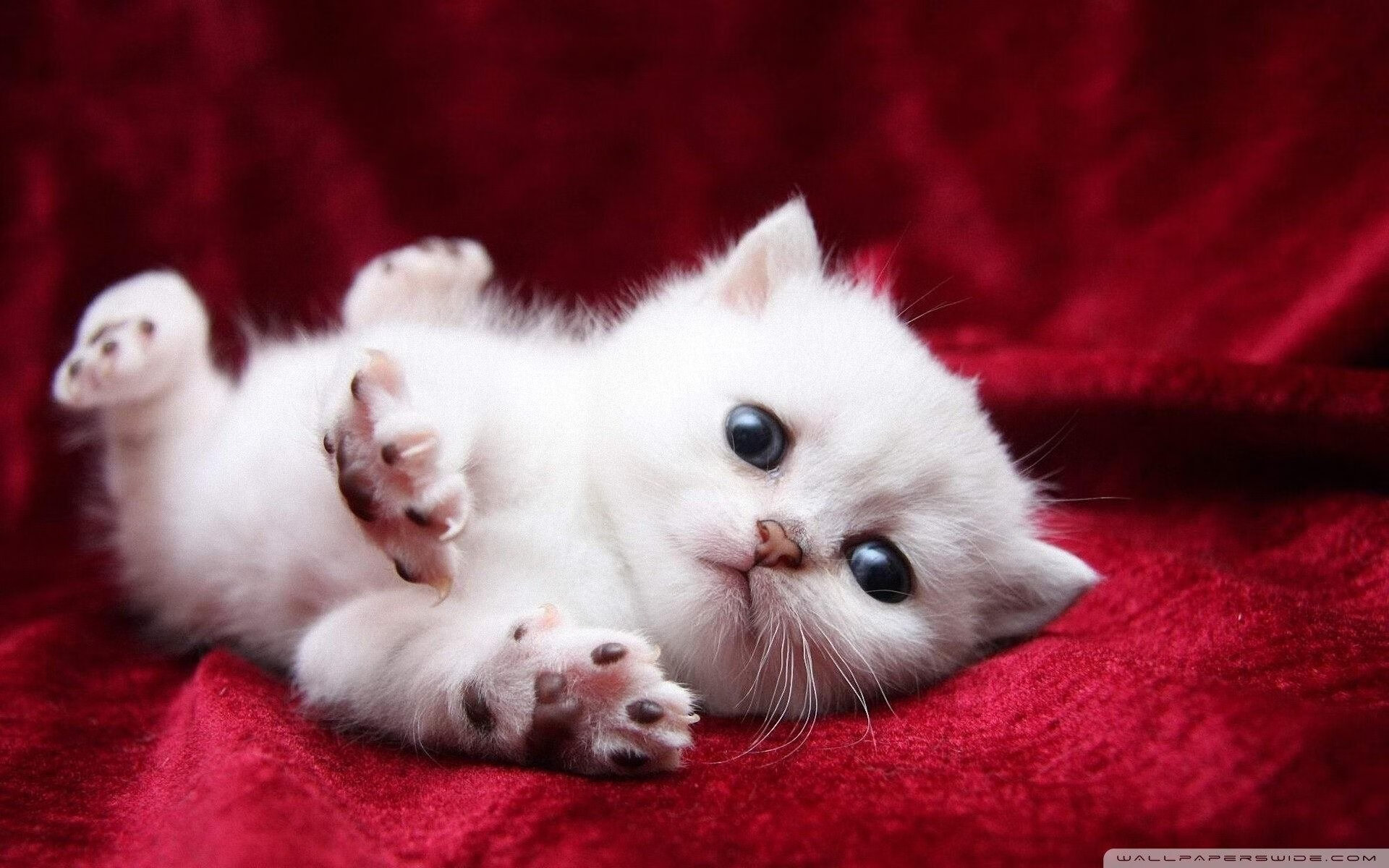 kaiyun体育app-特色足球文化主题公园深度整合休闲娱乐与体育体验，足球公园在哪儿