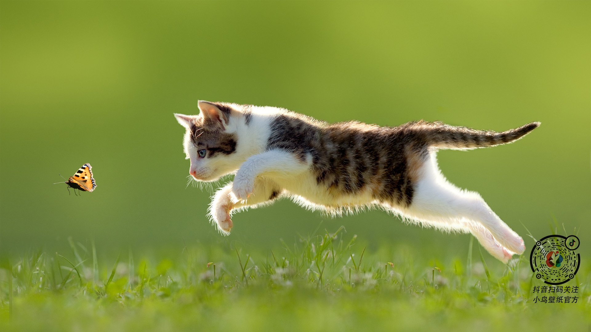 皮特·卡普尔的突破能力和精准的战术执行，让袋鼠队攻守两端均衡